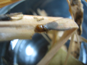 アメリカカンザイシロアリ